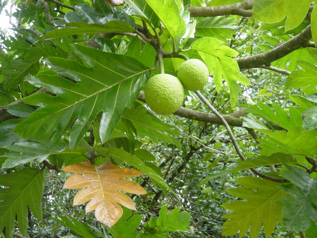 Artocarpus_altilis.jpg