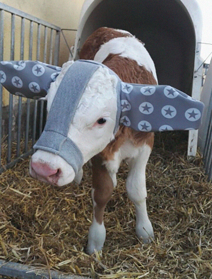 cute-cows-earmuffs-5d1b455362a2e__700.jpg