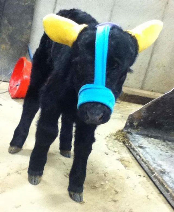 cute-cows-earmuffs-5d1b4560a7508__700.jpg