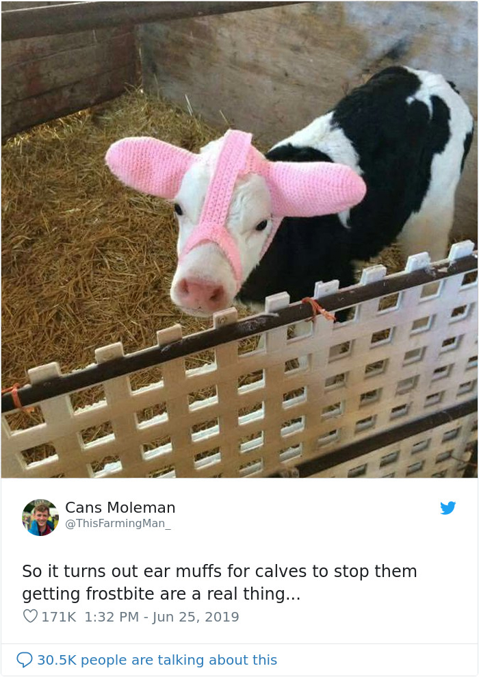 cute-cows-earmuffs-23.jpg
