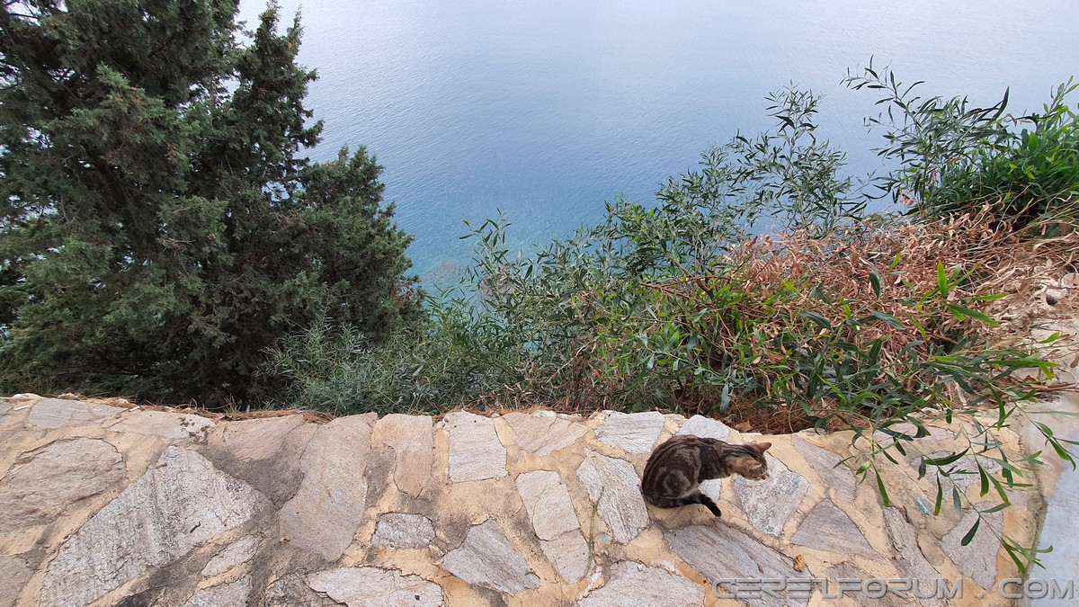 Antalya park kedileri